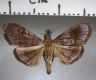 image of Hemiscopis suffusalis