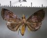 image of Hemiscopis sp.