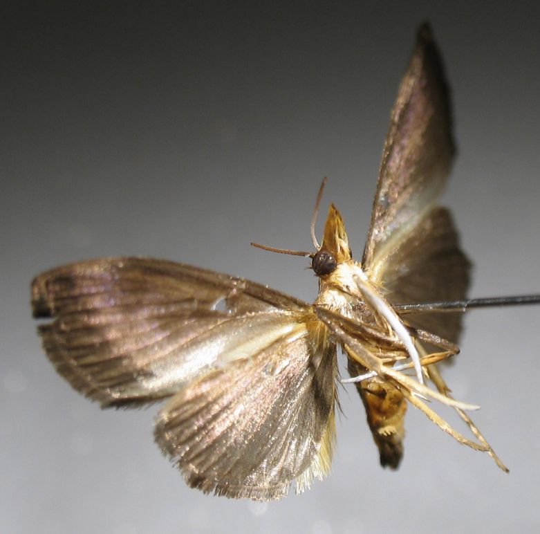 Crambidae Hemiscopis 