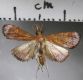 image of Hydrorybina polusalis