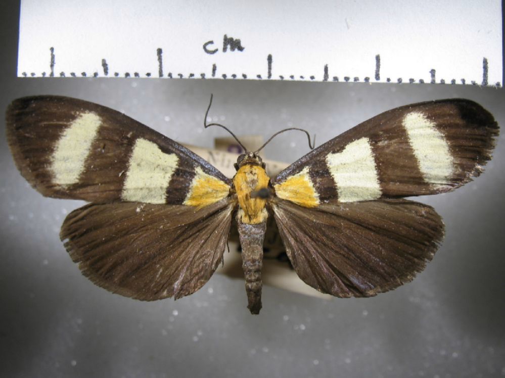Crambidae Heortia dominalis