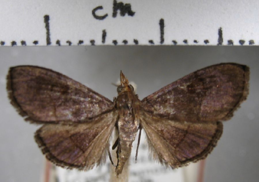 Crambidae Hemiscopis suffusalis