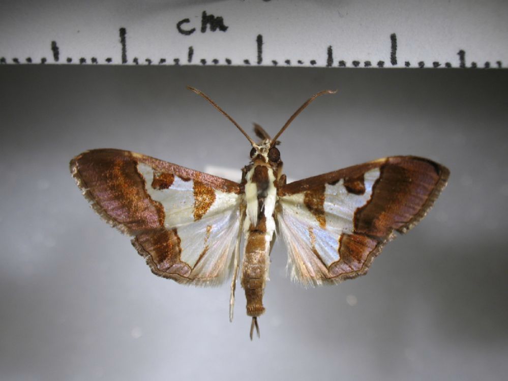 Crambidae Dausara amethysta