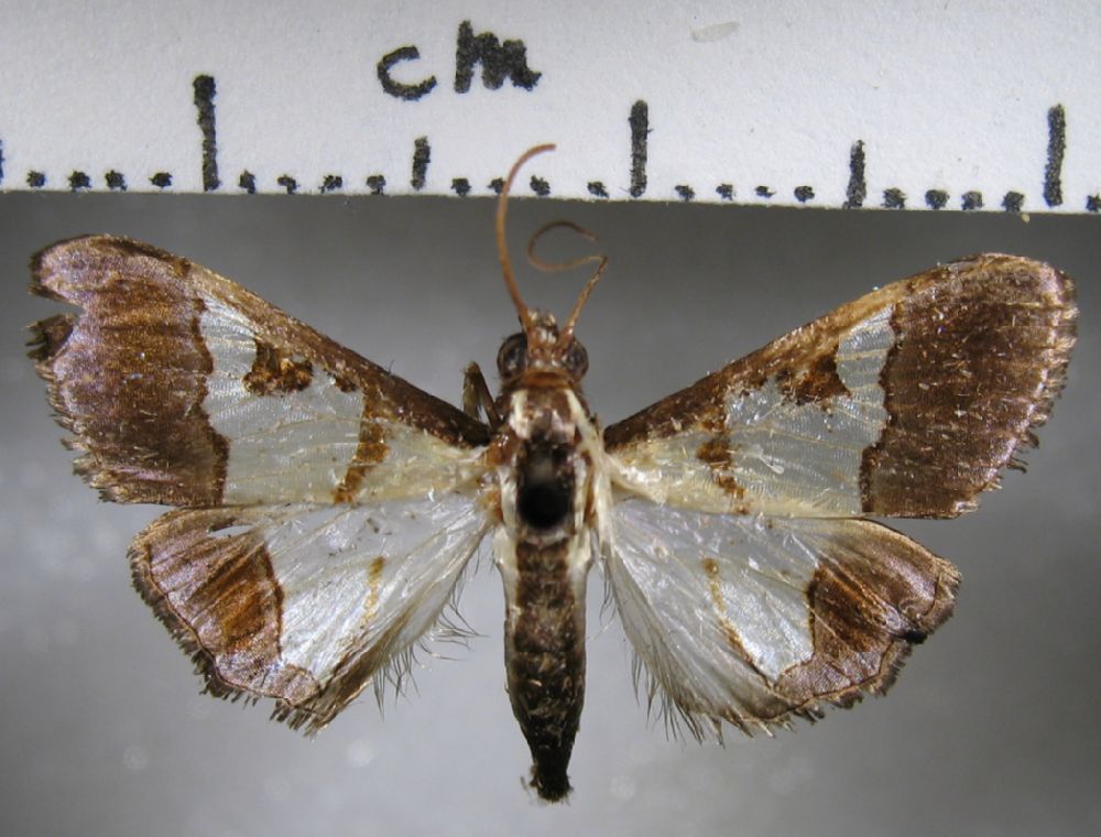 Crambidae Dausara amethysta