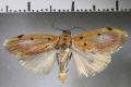 image of Cliniodes costimacula