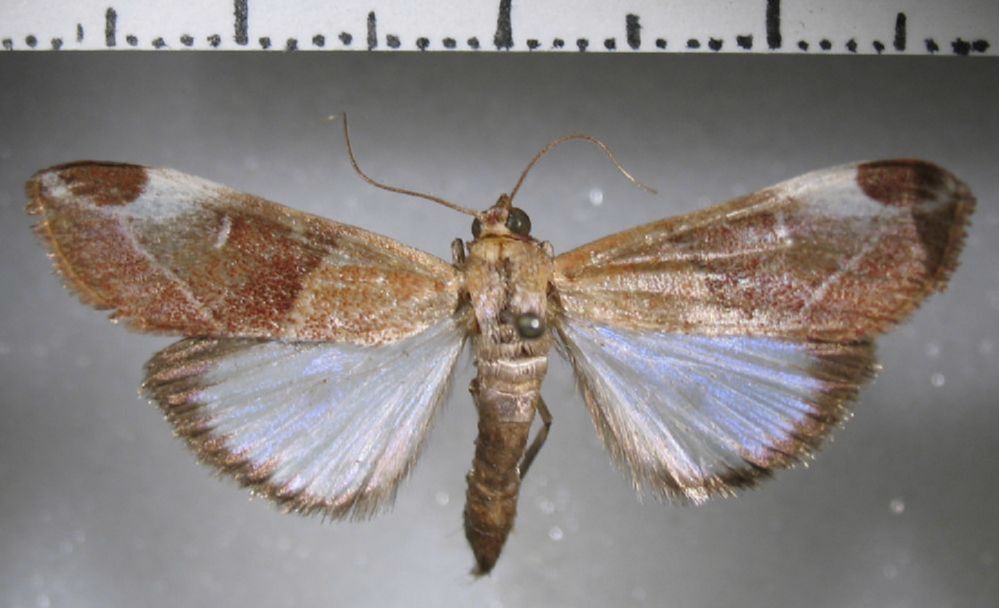 Crambidae Cliniodes opalalis