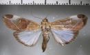 image of Cliniodes opalalis