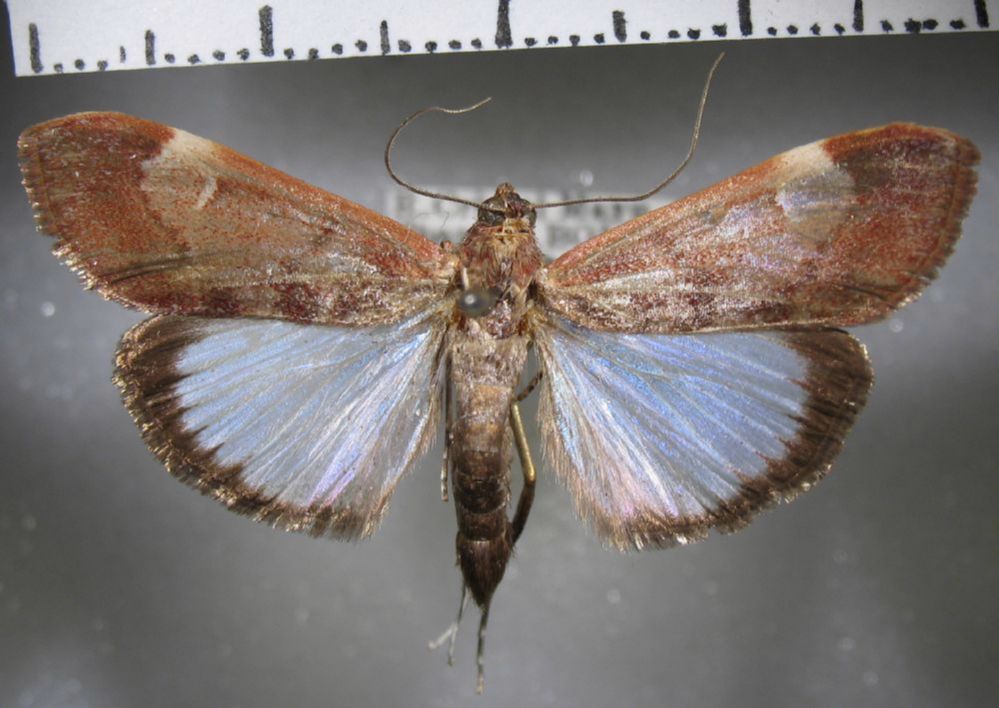 Crambidae Cliniodes saburralis