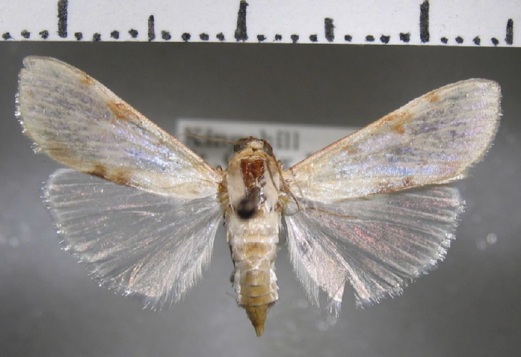 Crambidae Cliniodes nomadalis