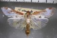 image of Cliniodes nacrealis