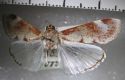 image of Cliniodes nacrealis