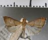 image of Dicepolia rufitinctalis