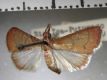 image of Dicepolia roseobrunnea