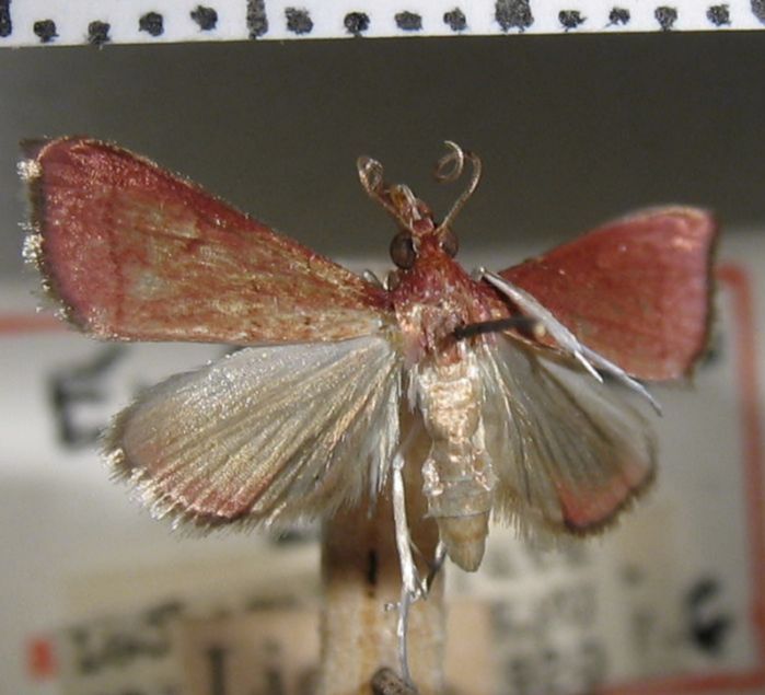Crambidae Dicepolia sp.