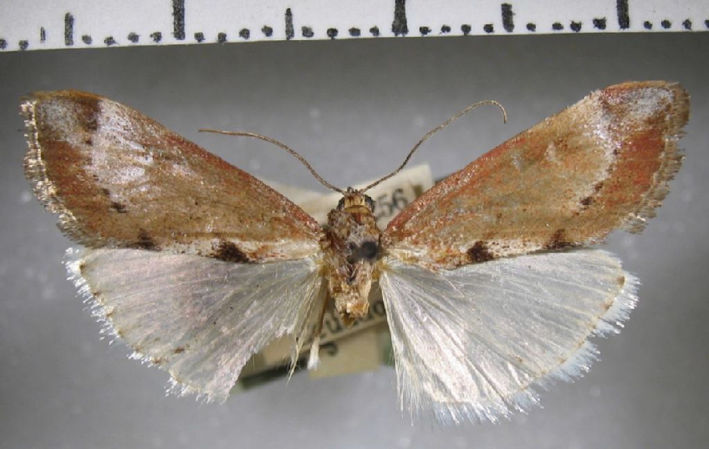 Crambidae Cliniodes cf. glaucescens