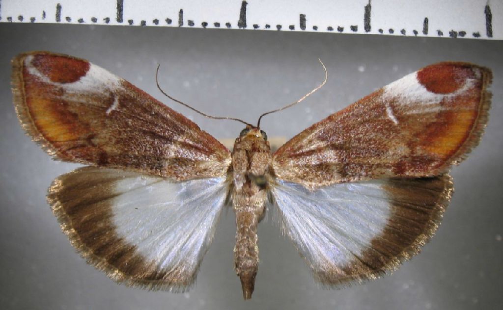Crambidae Cliniodes superbalis