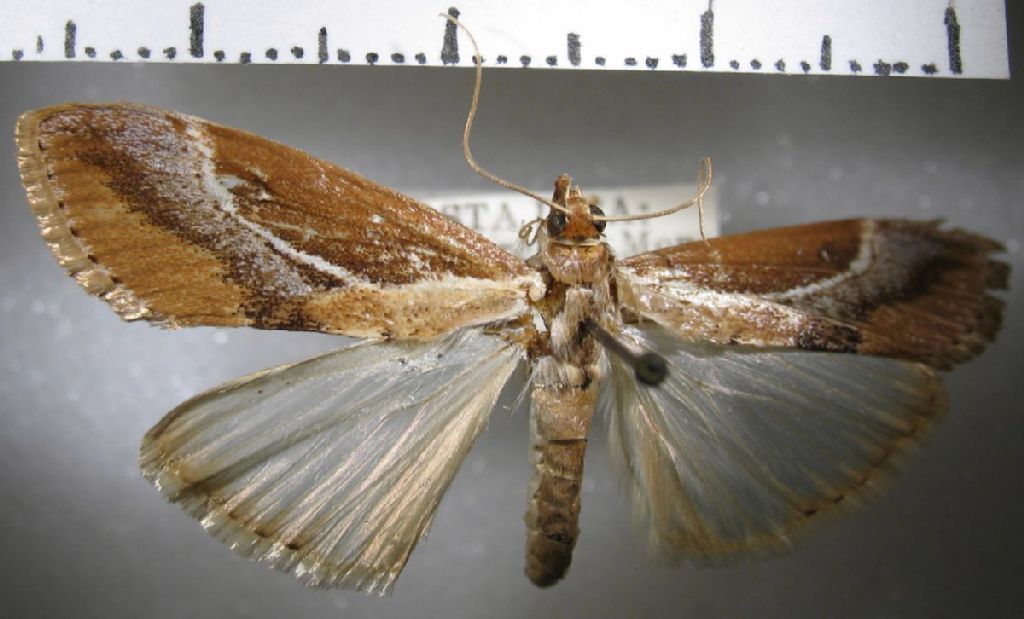 Crambidae Cliniodes underwoodi