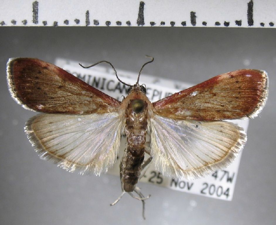 Crambidae Cliniodes sp.