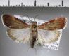 image of Cliniodes sp.