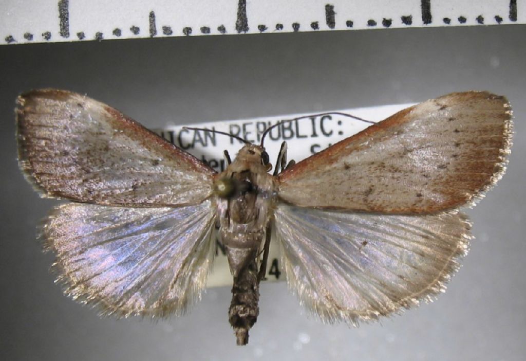 Crambidae Cliniodes sp.