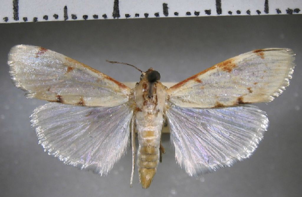 Crambidae Cliniodes euphrosinalis