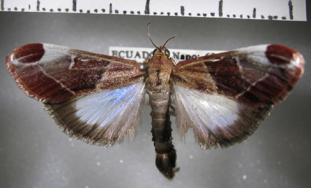 Crambidae Cliniodes opalalis or near