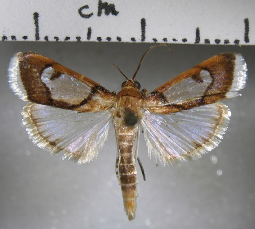 Crambidae Cliniodes paradisalis