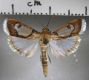 image of Cliniodes paradisalis
