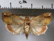 image of Mecynarcha apicalis