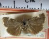 image of Heliothelopsis costipunctalis