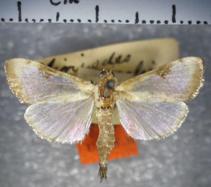 Crambidae Cliniodes cyllarusalis