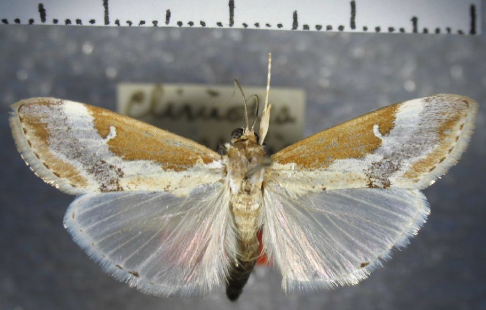Crambidae Cliniodes mossalis
