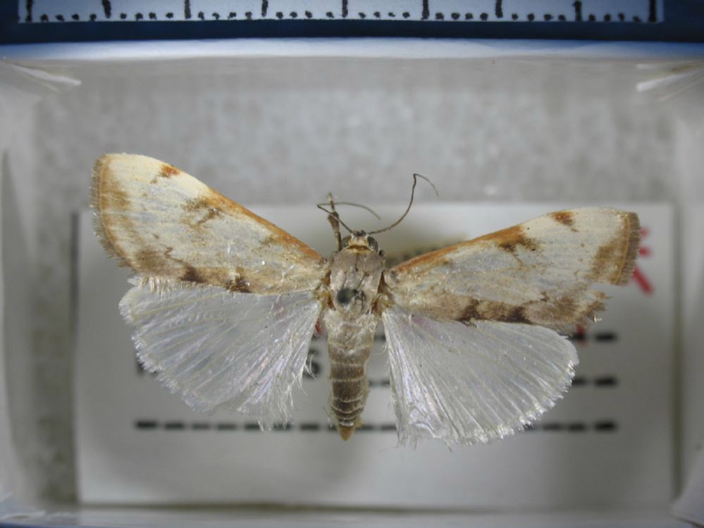 Crambidae Cliniodes nomadalis