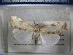 image of Cliniodes nomadalis