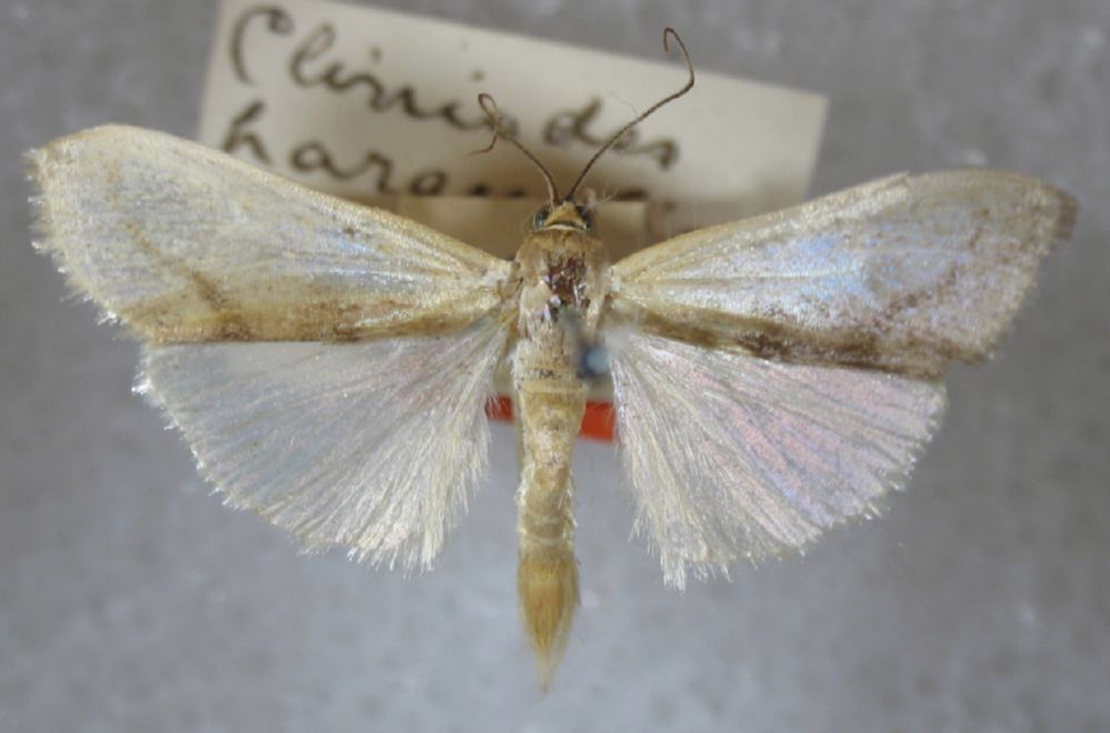 Crambidae Cliniodes paranalis