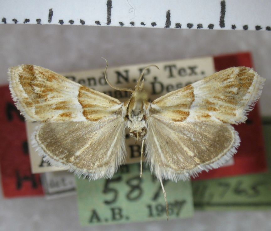 Crambidae Odontivalvia radialis