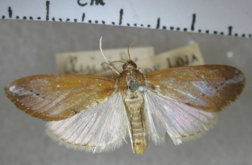Crambidae Cliniodes rubialalis