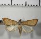 image of Dicepolia rufitinctalis