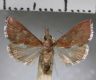 image of Dicepolia sp.