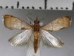 image of Dicepolia rufitinctalis or near