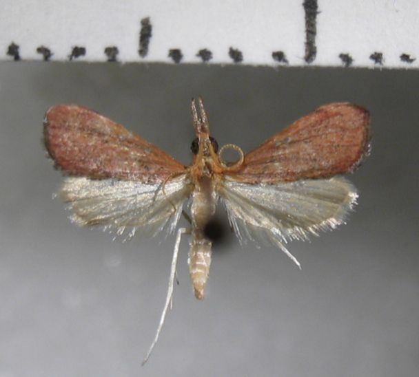 Crambidae Trigonoorda sp.