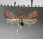 image of Trigonoorda sp.