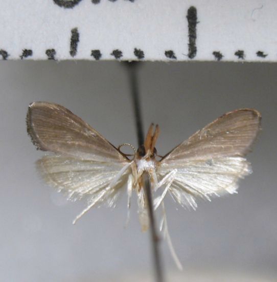 Crambidae Trigonoorda sp.