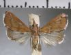 image of Dicepolia sp.