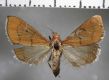 image of Dicepolia sp.