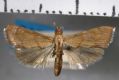 image of Dicepolia rufitinctalis