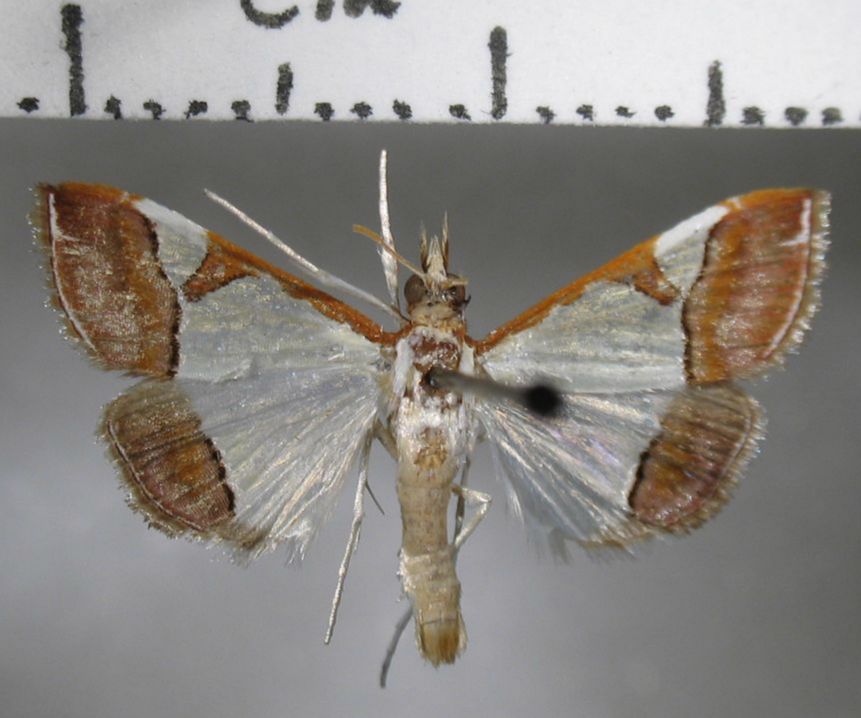 Crambidae Viettessa bethalis