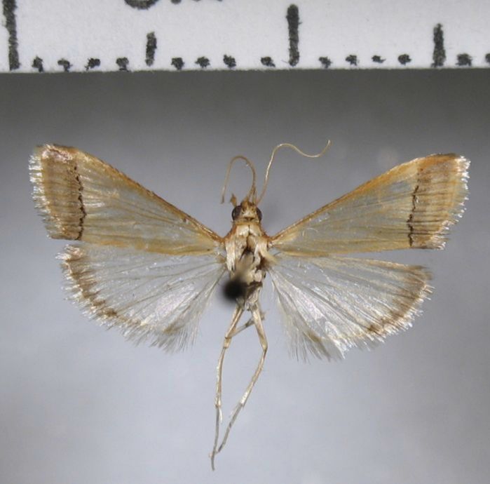 Crambidae Autocharis sp.