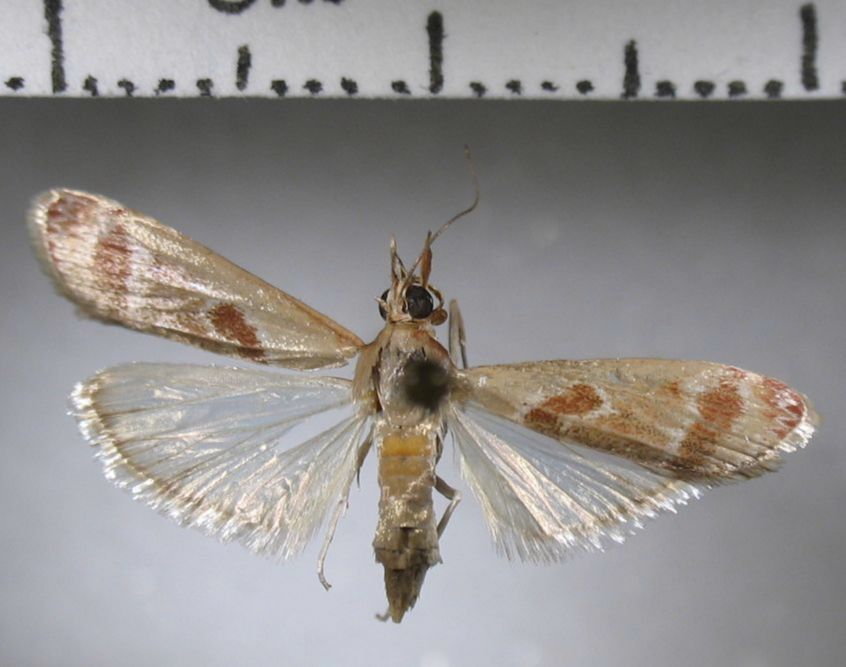 Crambidae Syntonarcha iriastis