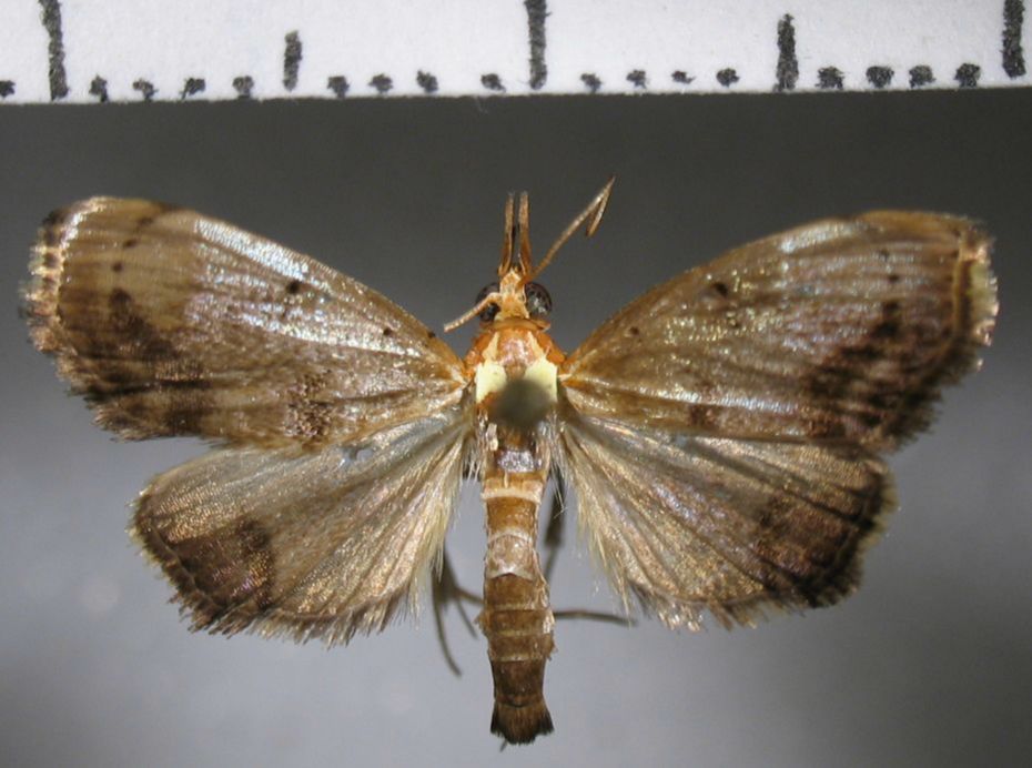 Crambidae Deanolis sublimbalis